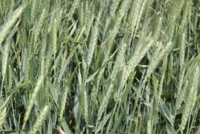 Winter Wheat Condition Ratings Across The Plains Hover Near 50 Percent Good To Excellent